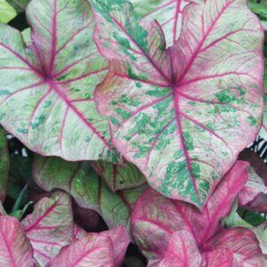 Caladium BULB 'Autumn Beauty' Size #2 (3 Bulbs)
